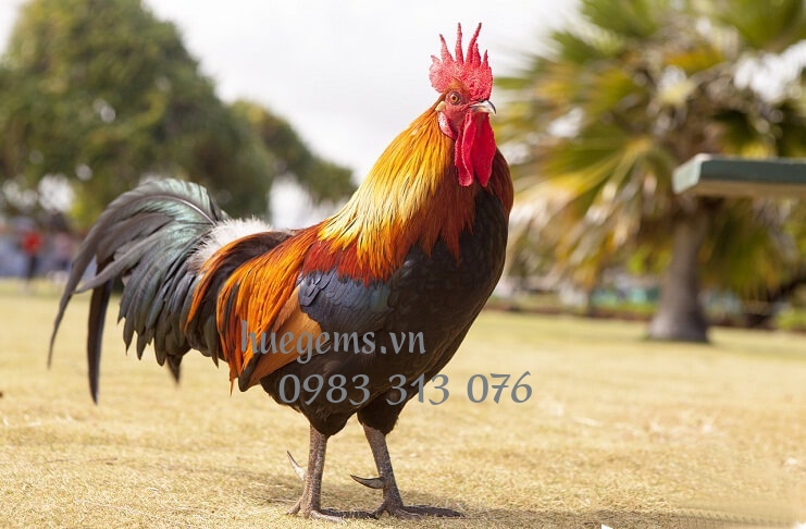 Tử vi tuổi Ất Dậu 2005