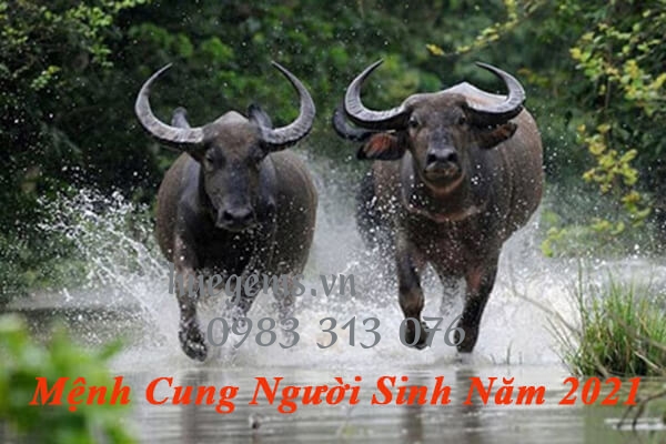 Mệnh cung của Nam v&agrave; Nữ sinh năm 2021 l&agrave; g&igrave;?