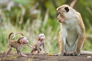 Sinh năm 1992 mệnh gì? hợp hướng nào? đeo đá màu gì?